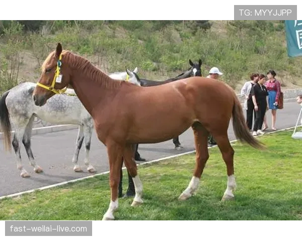 富里睡醒发现自家马场又多了一匹新马，账单还没拆